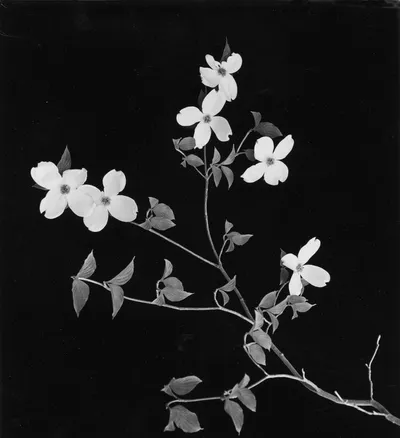 Dogwood